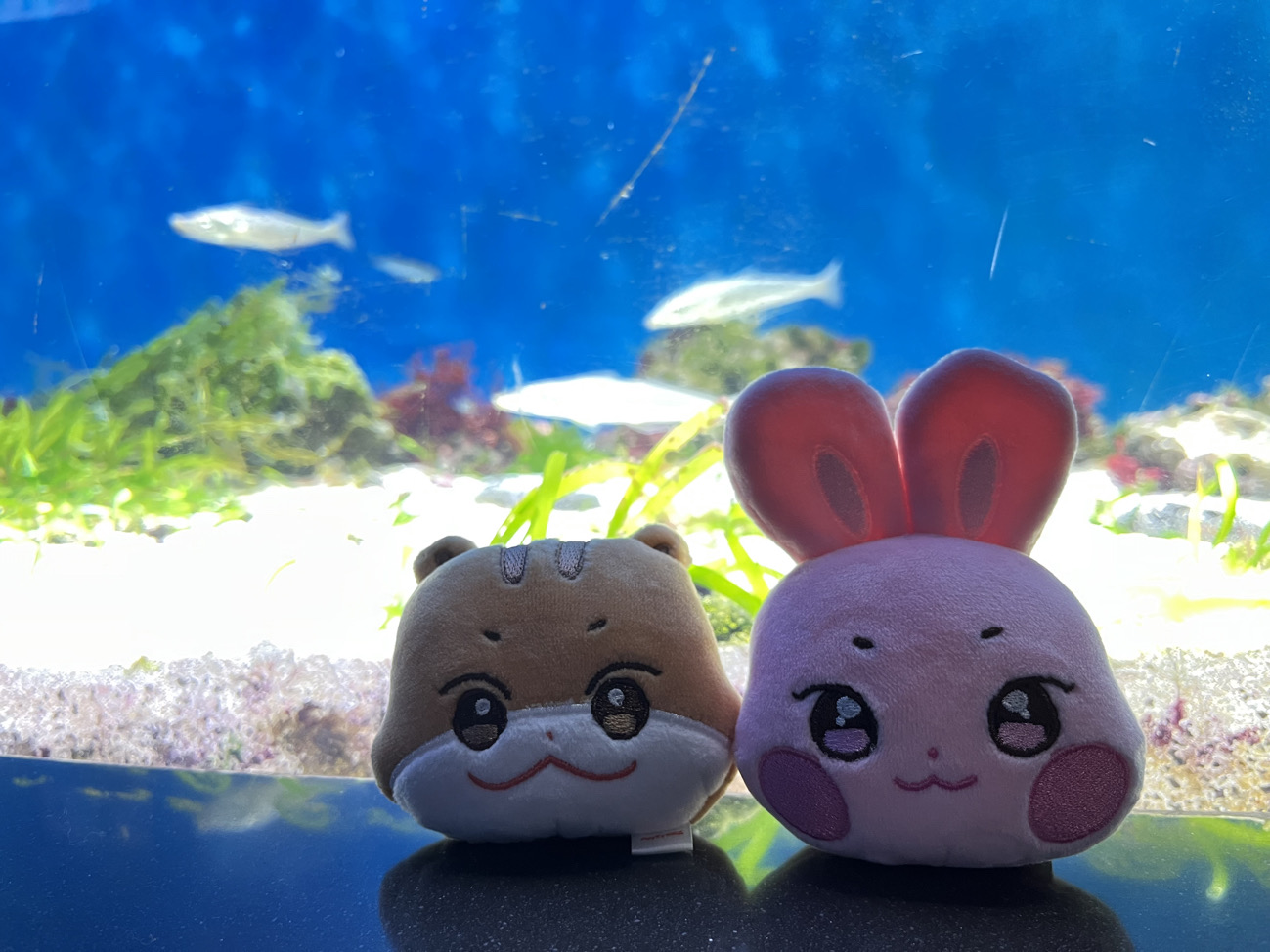 Abo（3/13～3/29不在臺灣🥹）