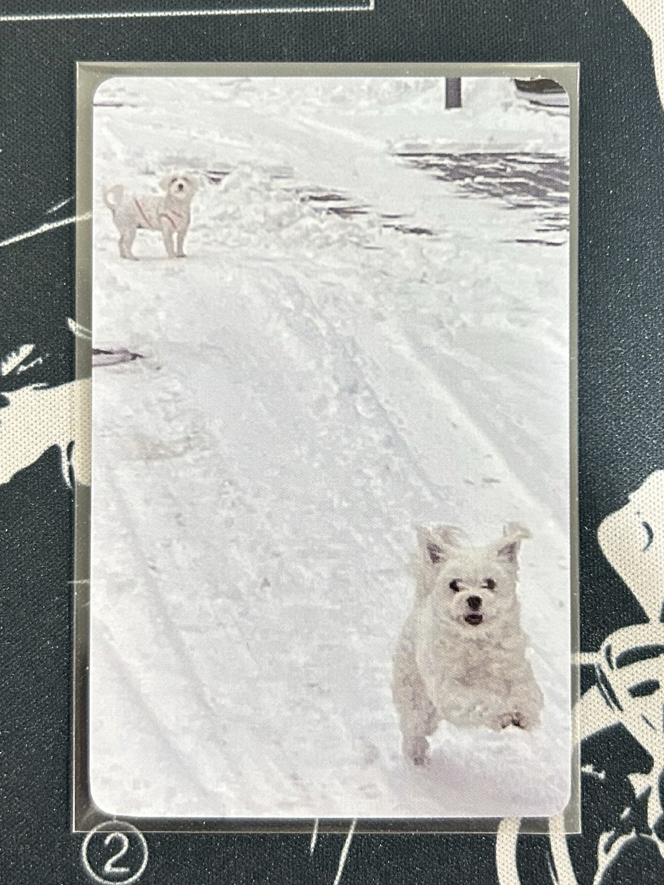 ITZY 李彩領 Cheshire時期 WM簽售卡（特殊卡背）