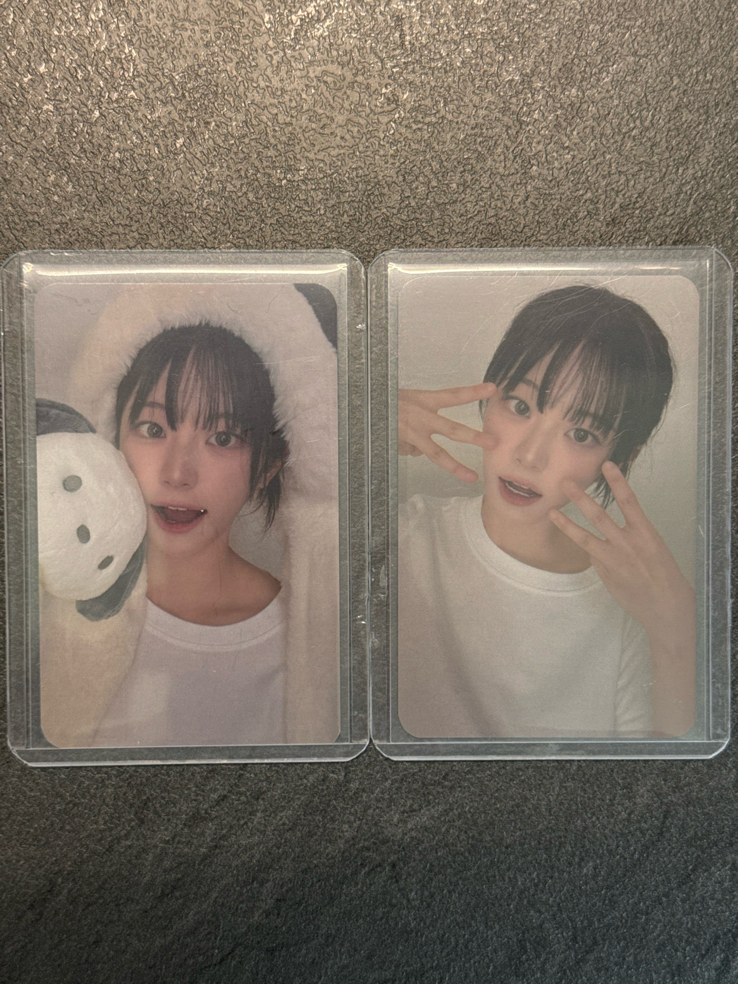 帕恰狗&貓鬍鬚丹