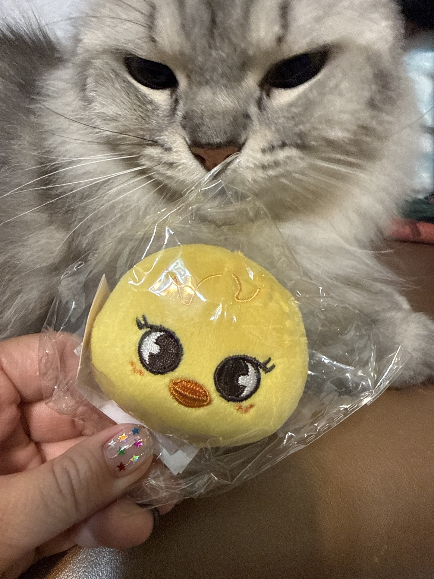 菲小雞磁鐵（貓沒有賣）