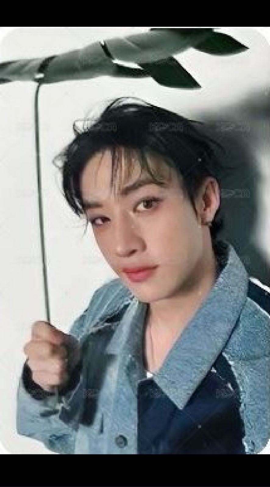 日本靜岡場限燦