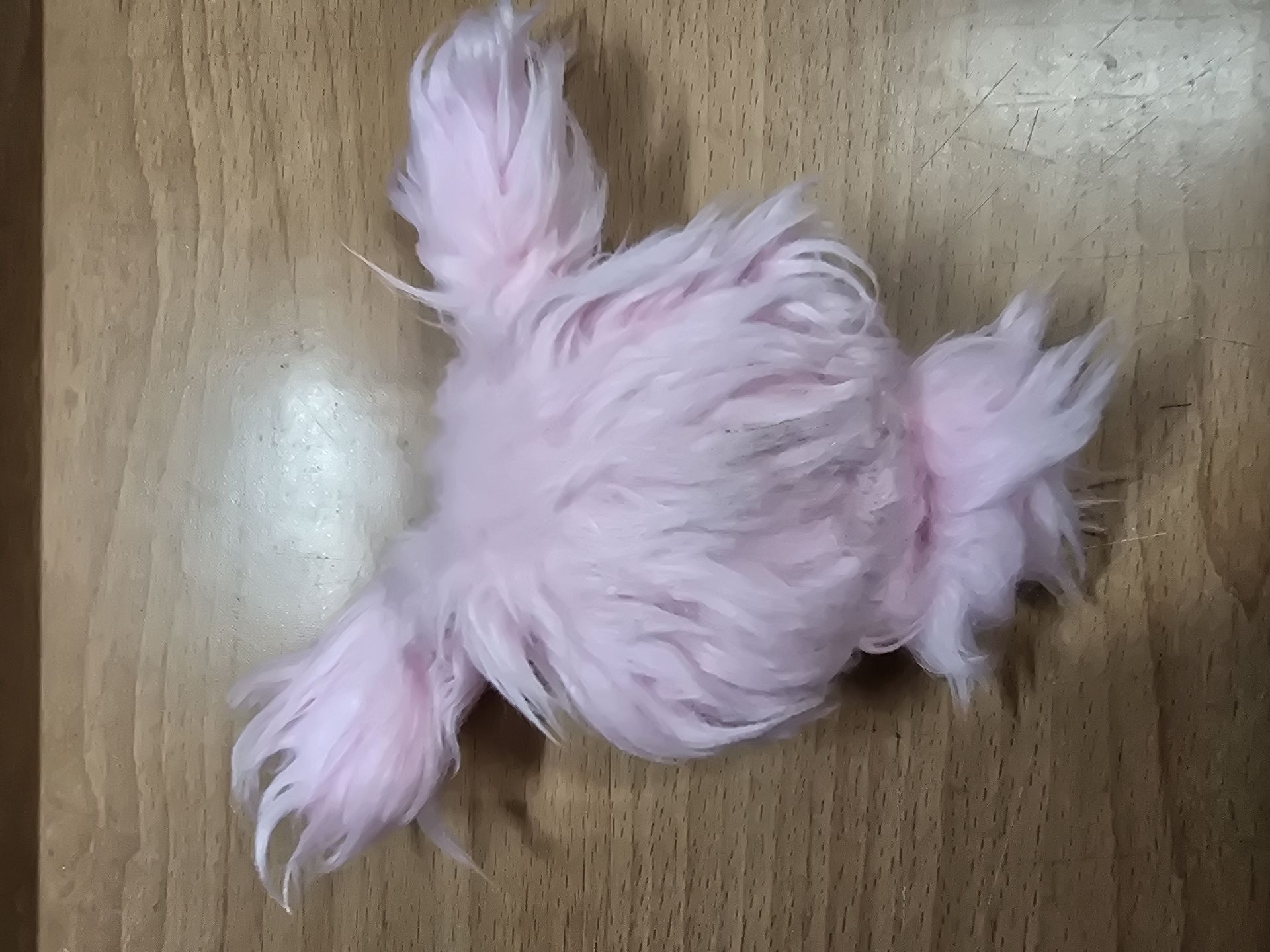 圭水母 （下單前請詳閱說明後私訊我）