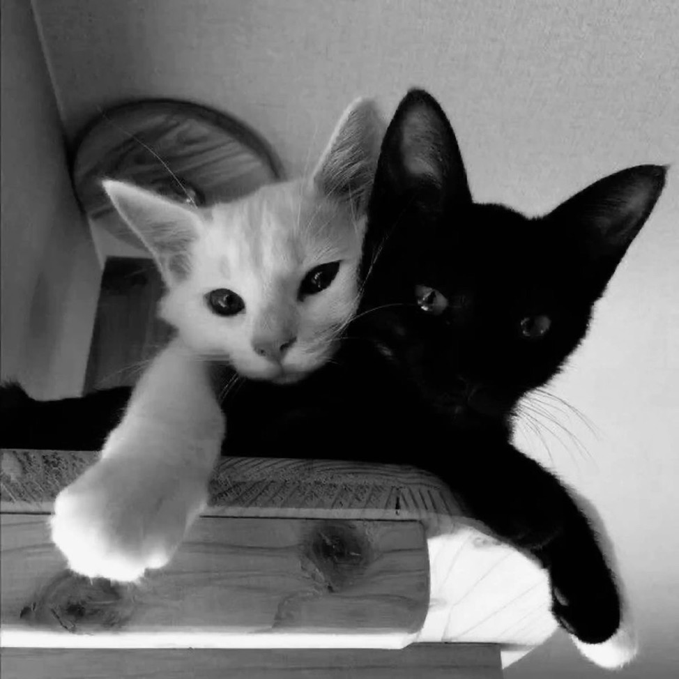 我猫兔了