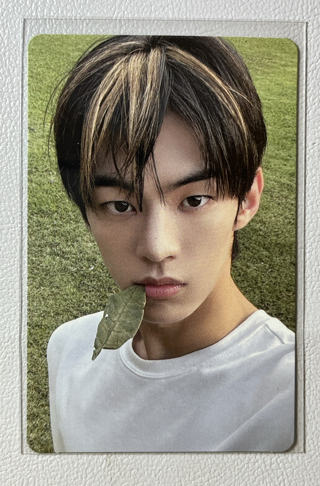 道勳咬草 迷二專卡