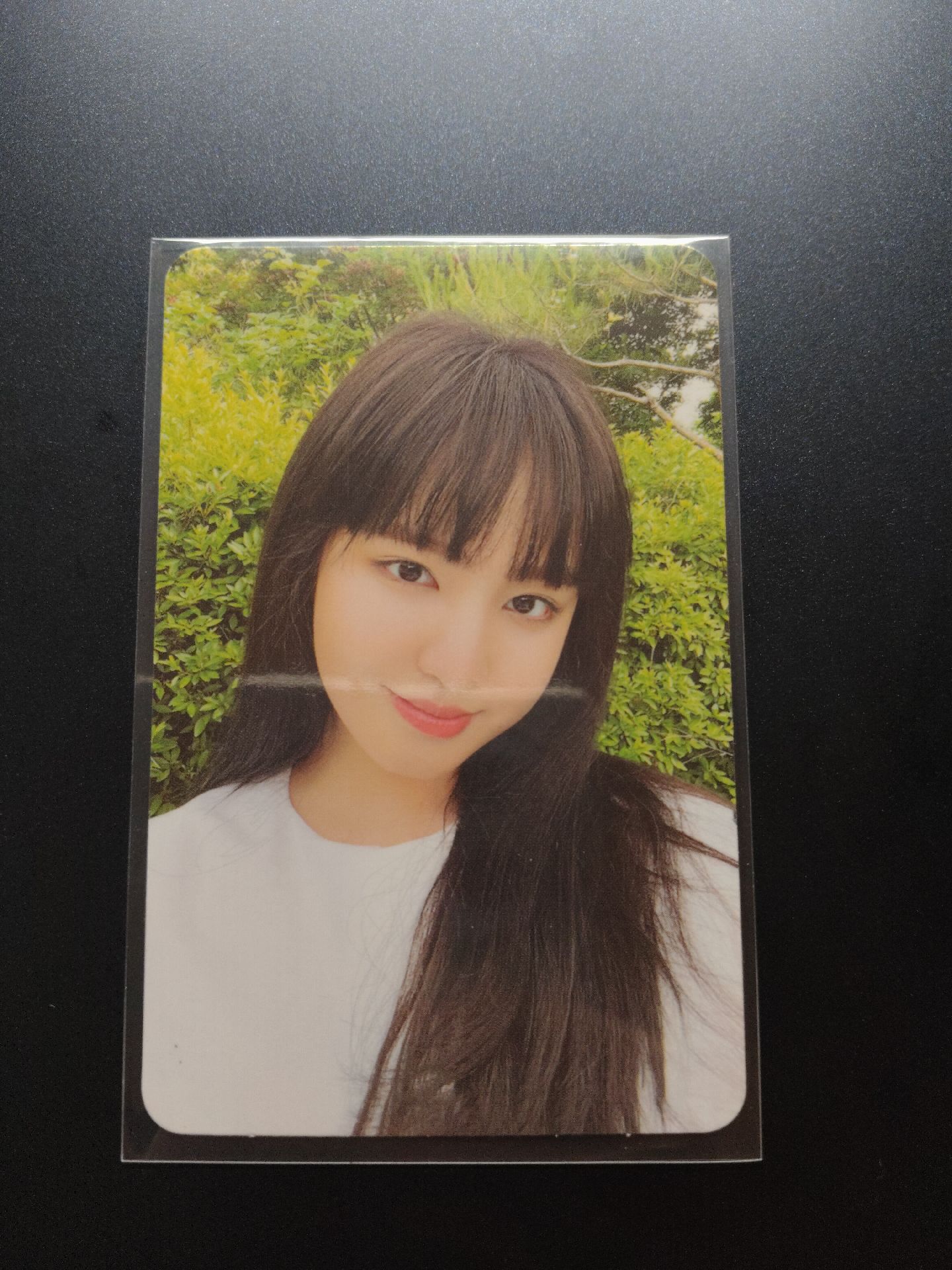 後愛藍版栗、愛河紅版栗