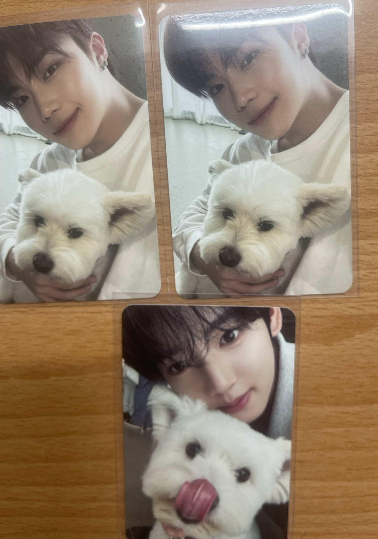 正規一 旭 辰狗狗卡