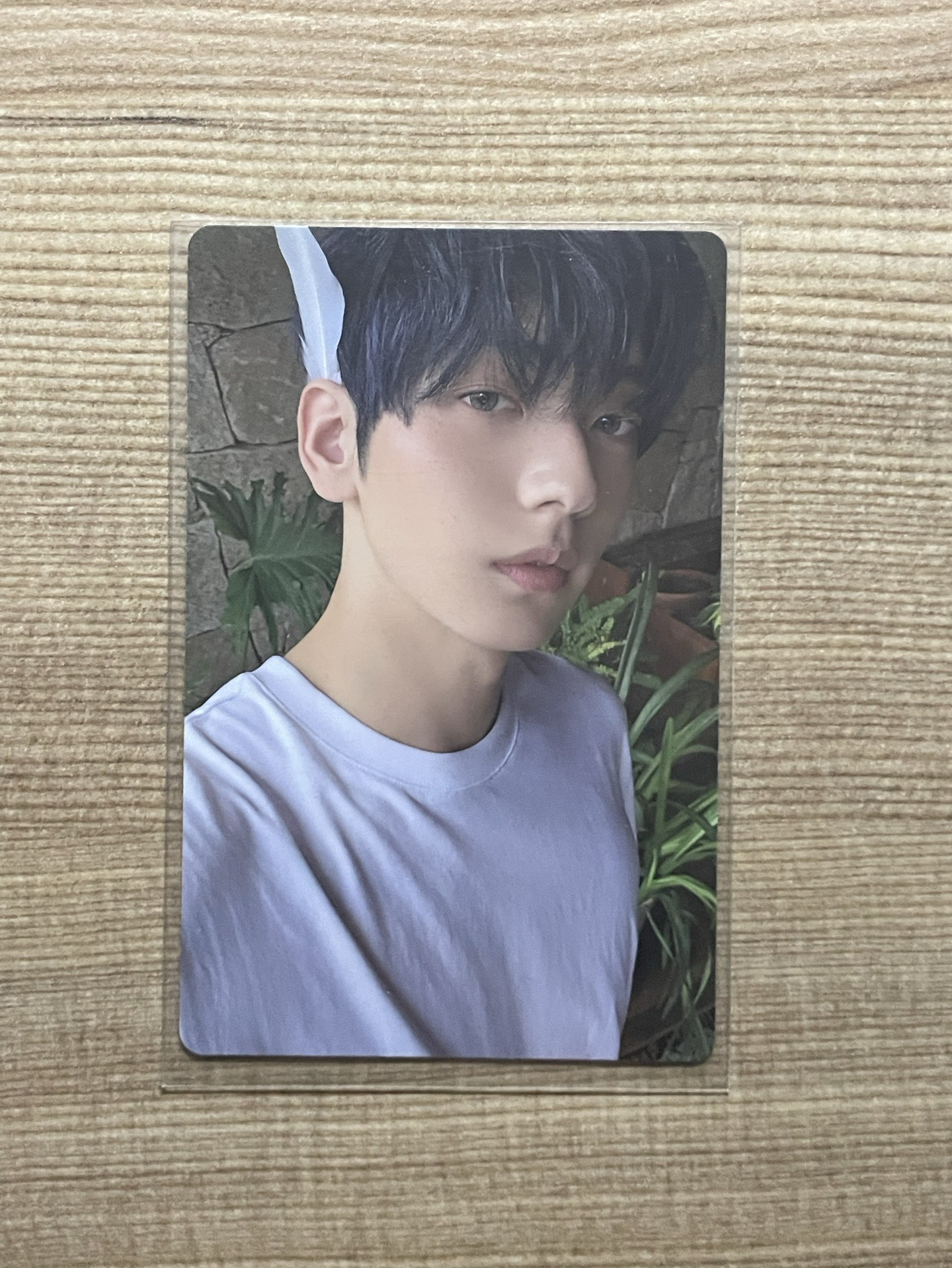 迷七 單封 羽毛彬