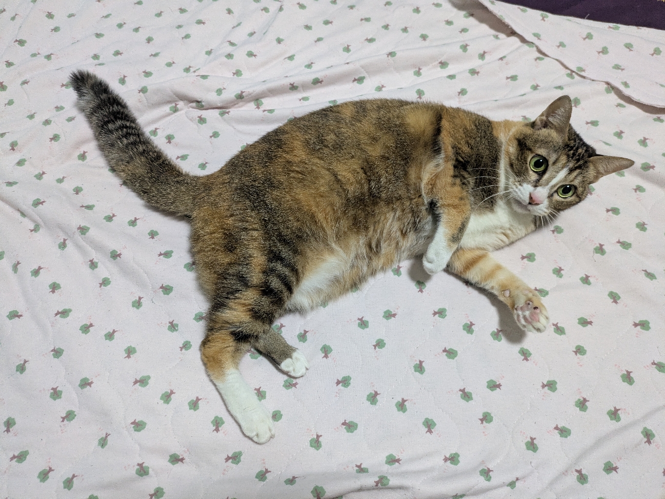 芋泥어니 #多項商品競標中 #快速出貨