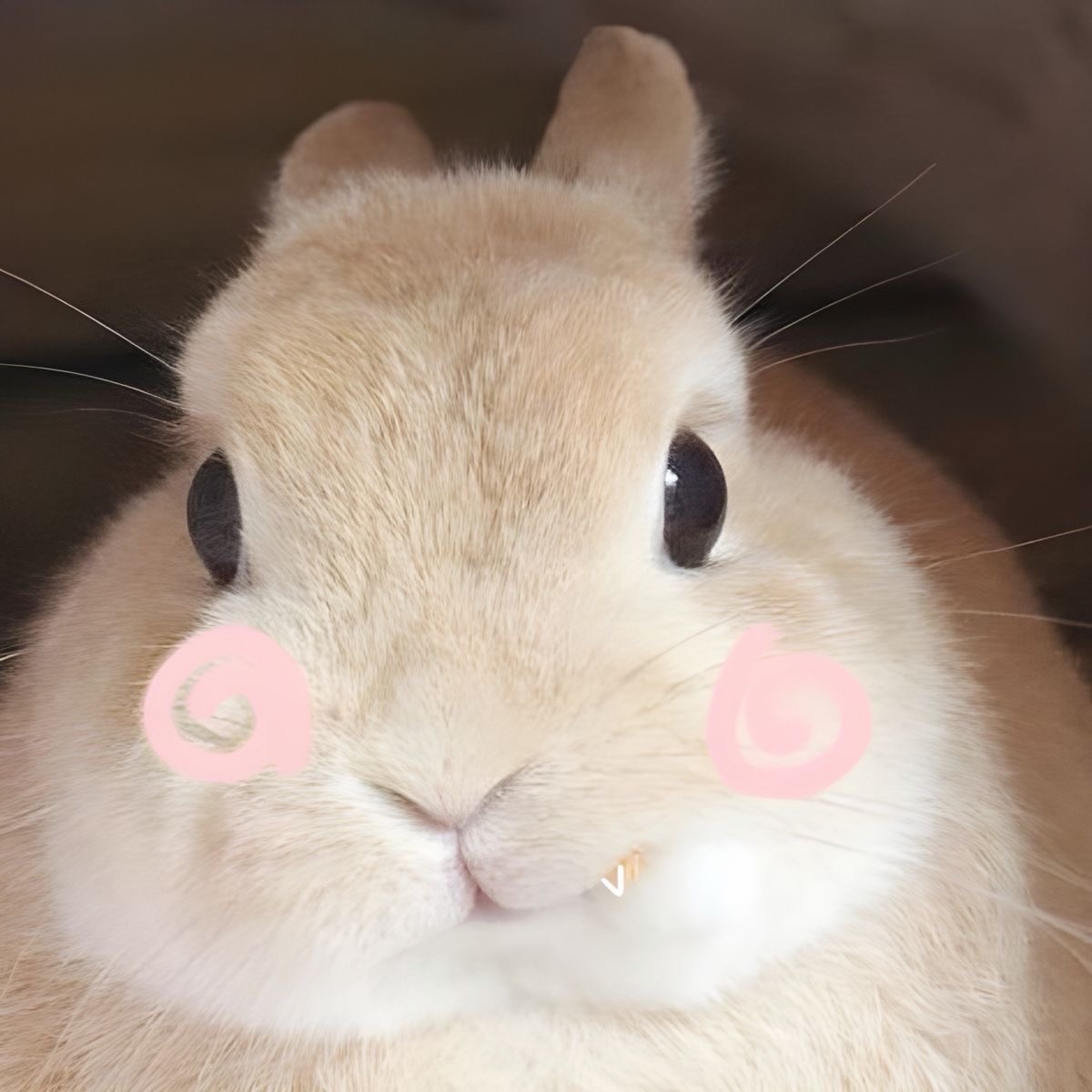 帕芙禮 小卡福袋