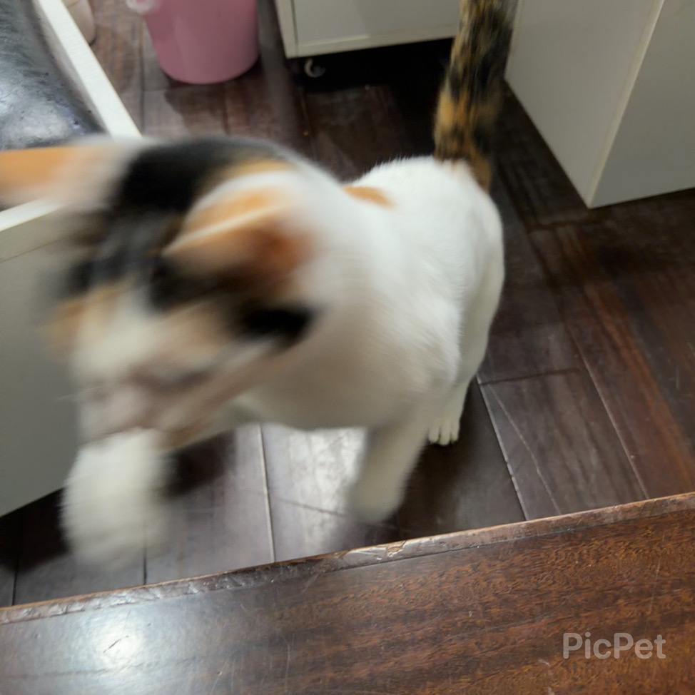 Janet