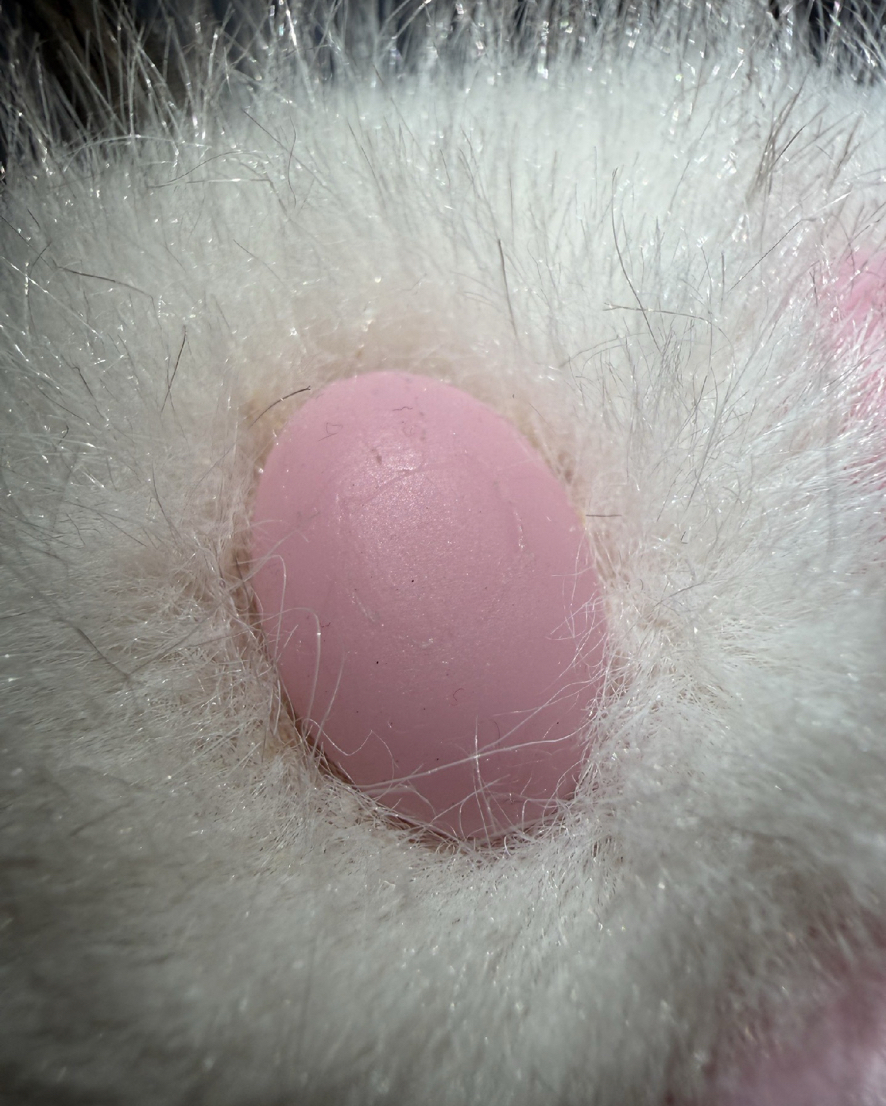 ᴀɴɴᴀ最左邊有小破皮