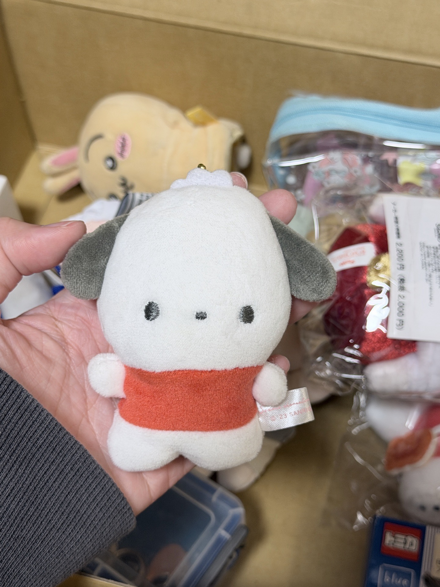 日本豆豆眼帕恰狗