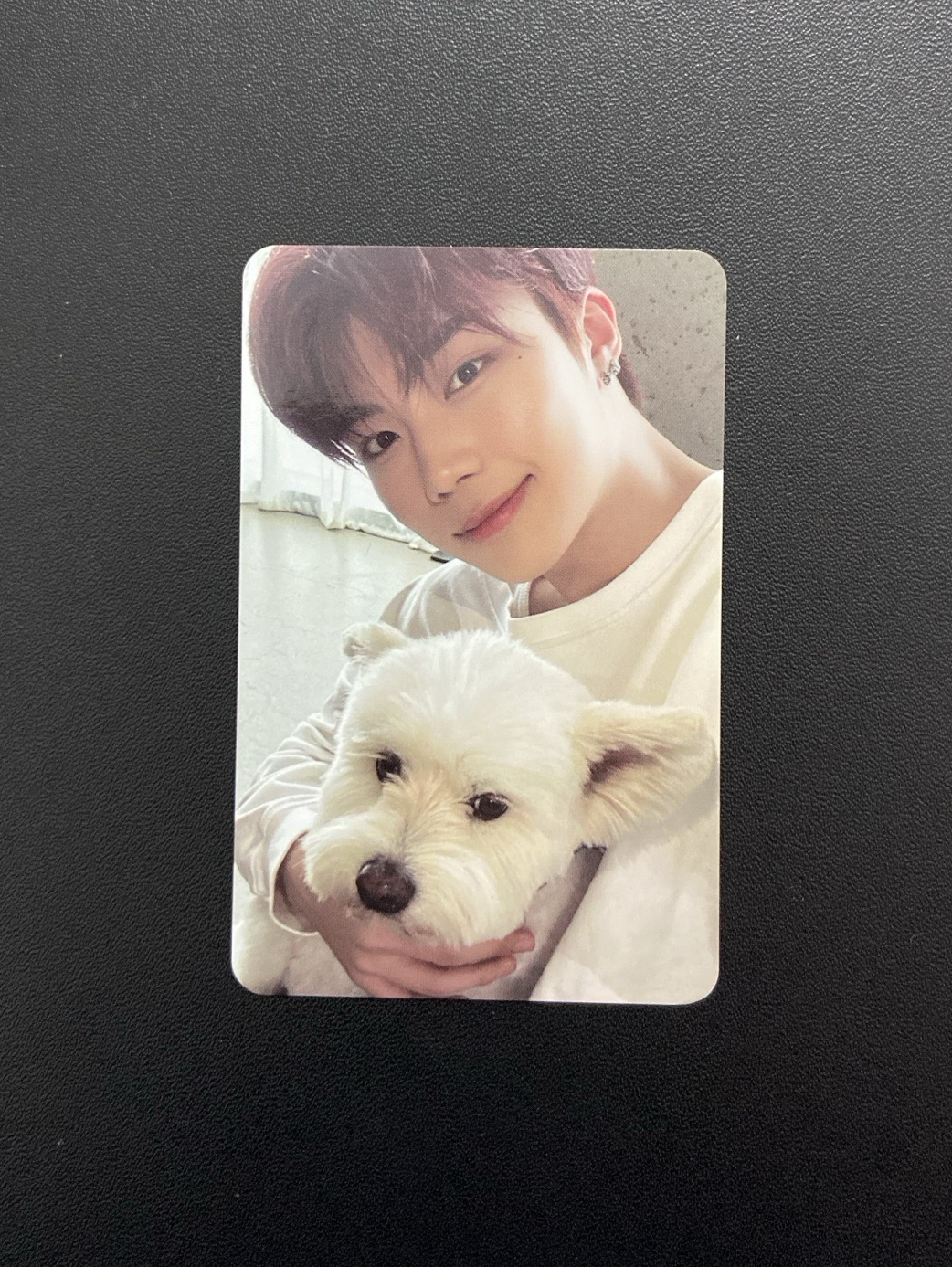 正規一｜狗狗旭（含團封）