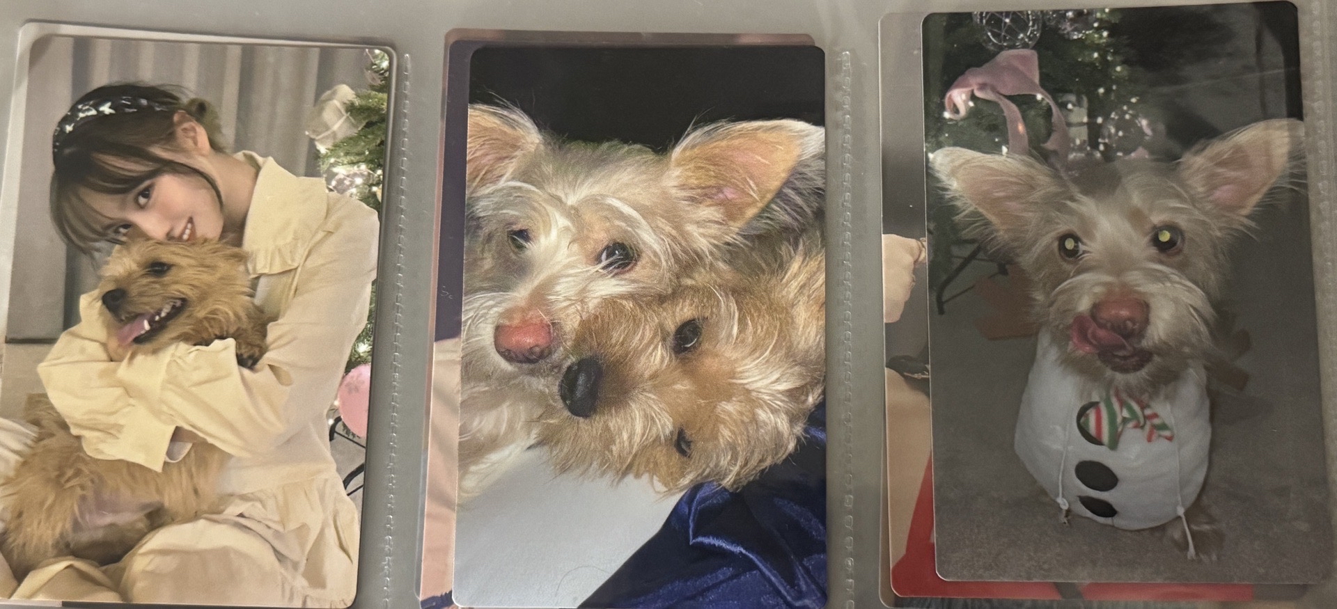 MOMO設計 狗狗卡3張