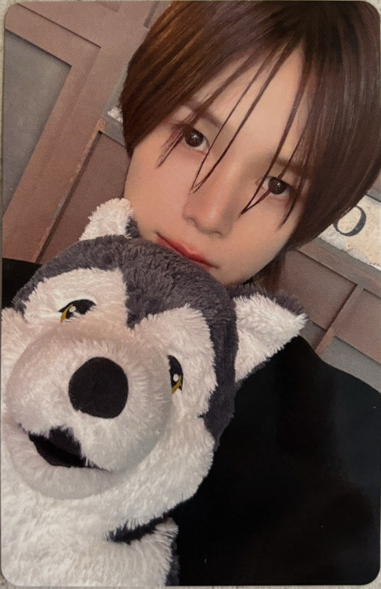 哈士奇與薩摩耶