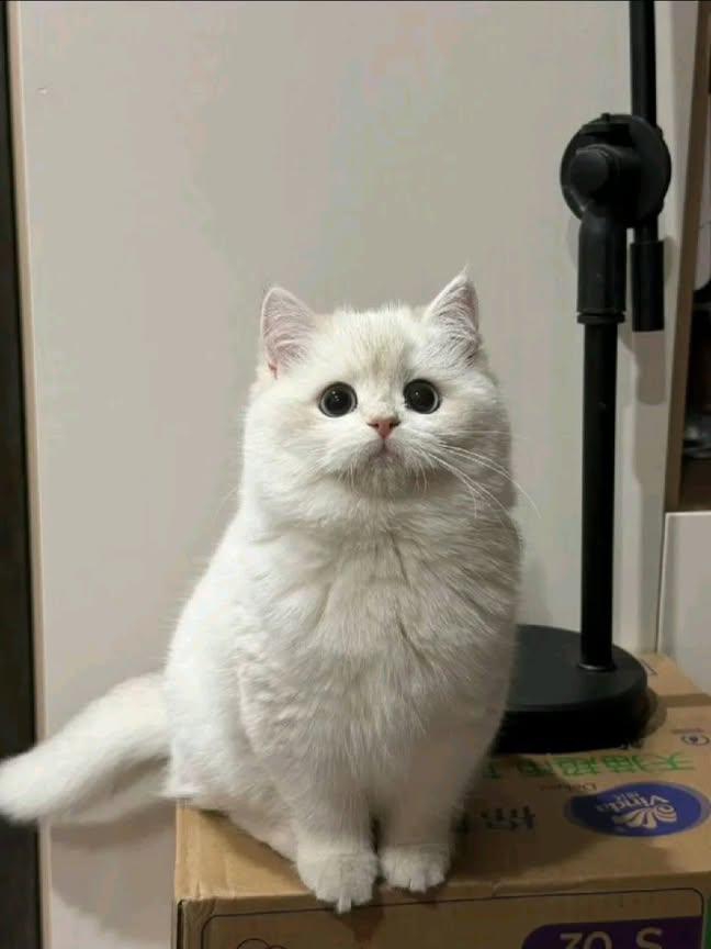 柳清