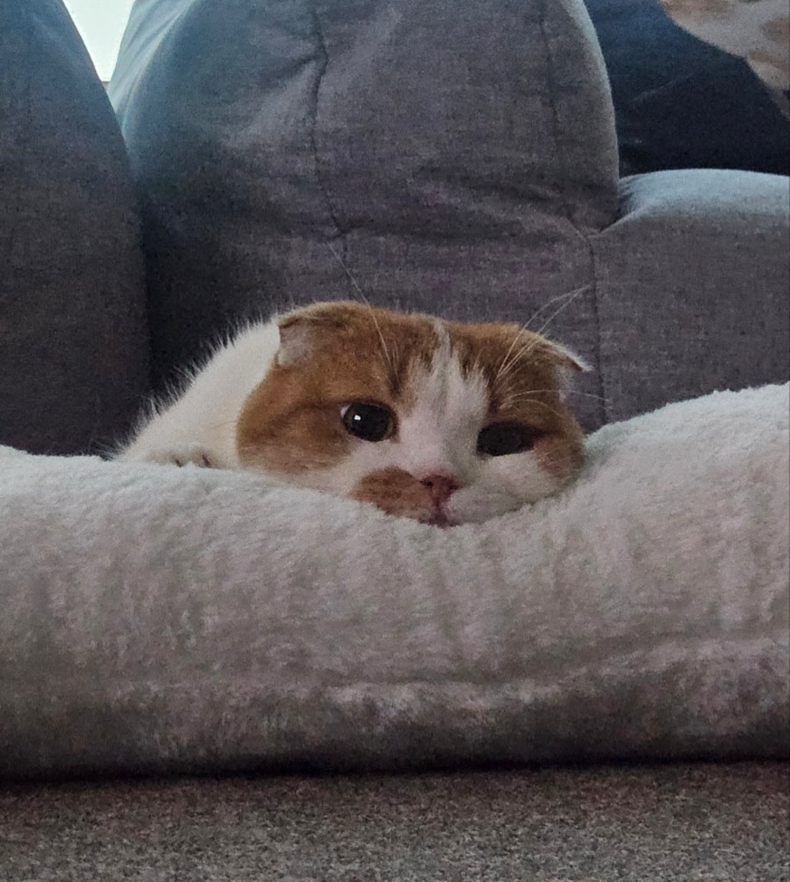 nyaa