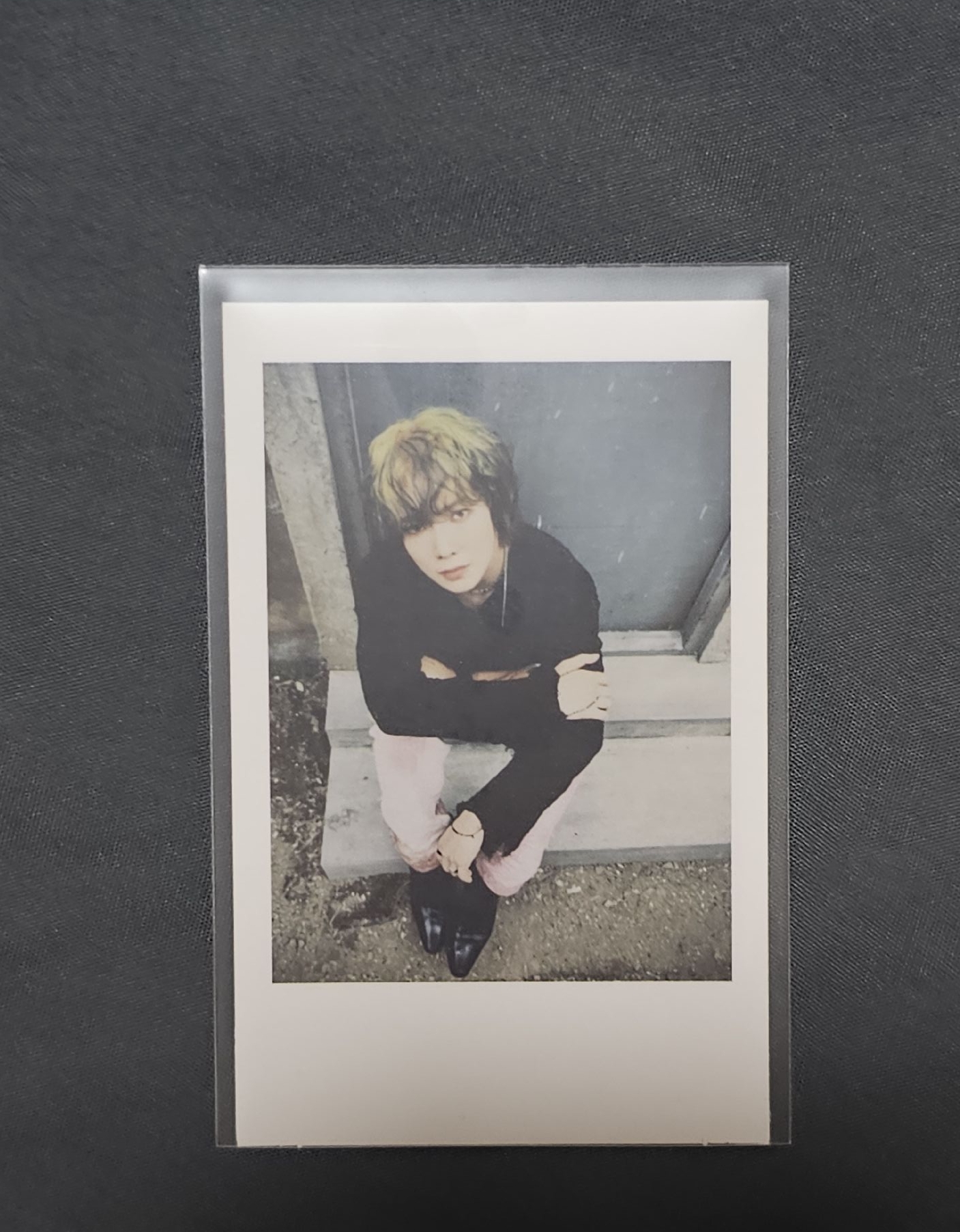 染綠毛的馬爾濟斯求收養