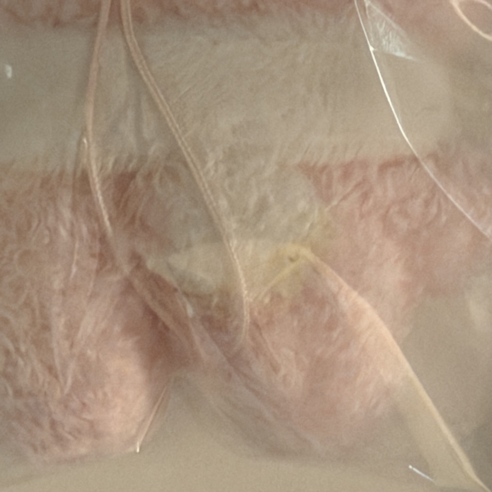 ［廠損］六期飯咪 潦草娃 草莓燦