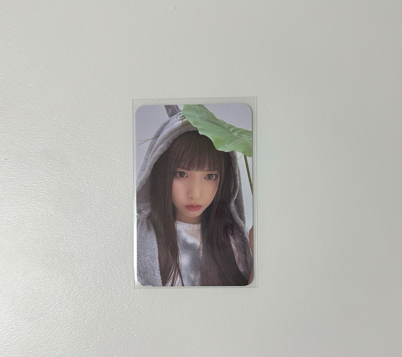 EL龍貓