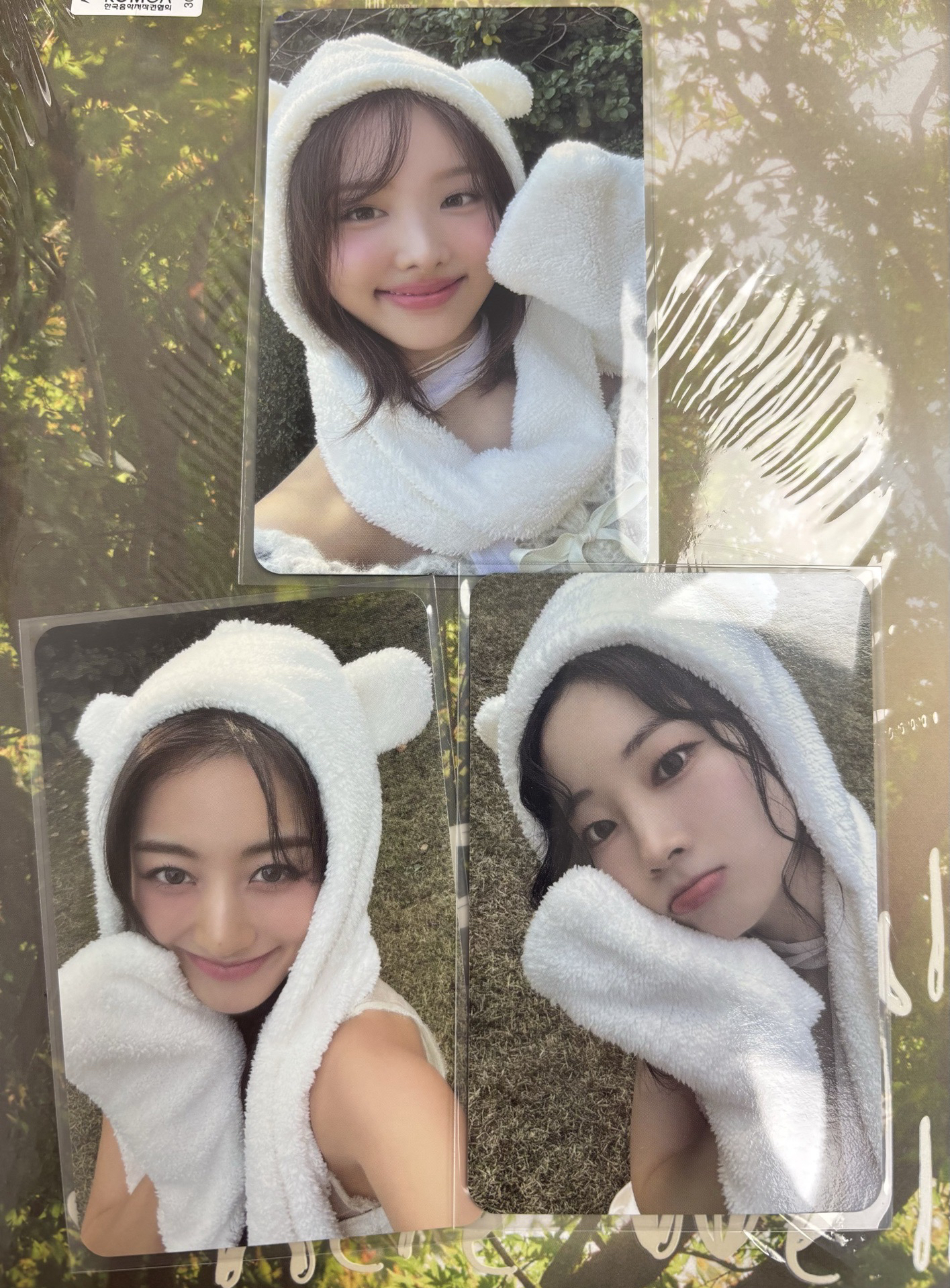 TWICE 迷13 專卡 熊帽🐻‍❄️娜效豆 直出不綁