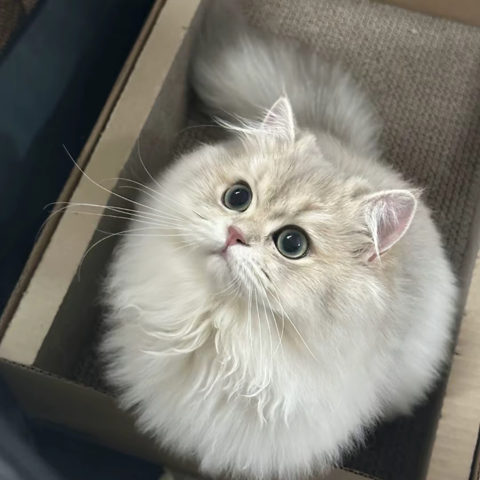 珍視