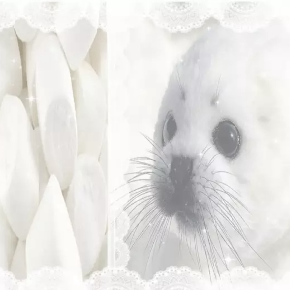 小海豹