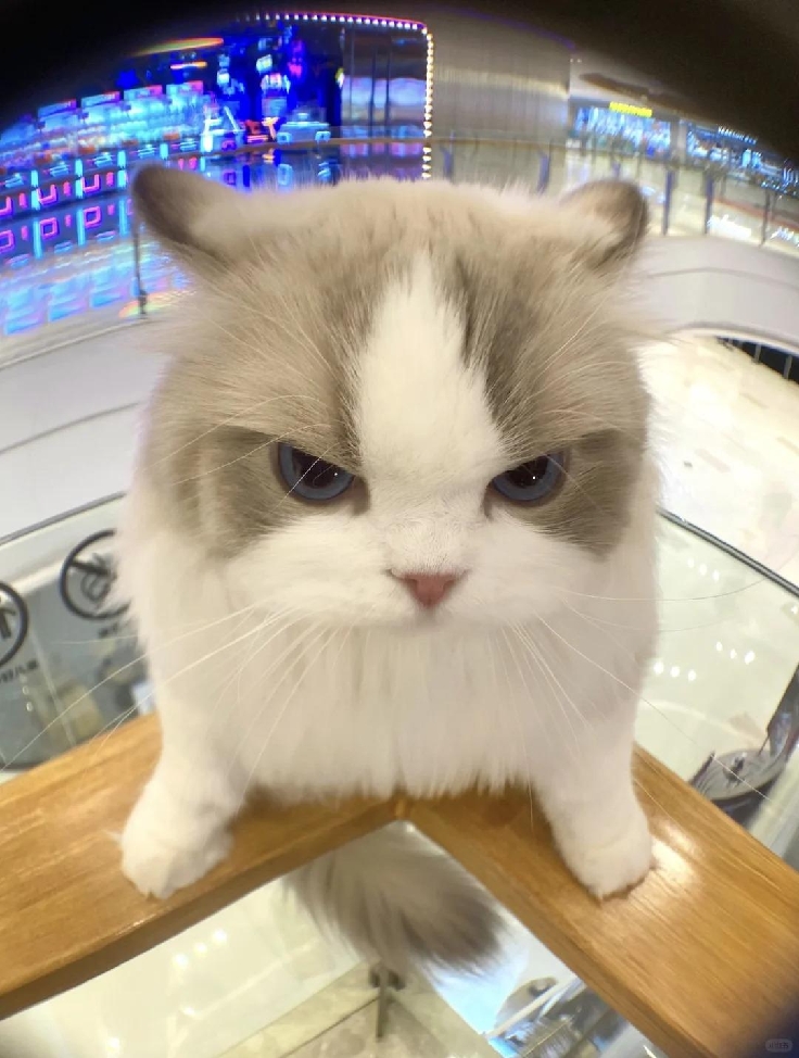 羊