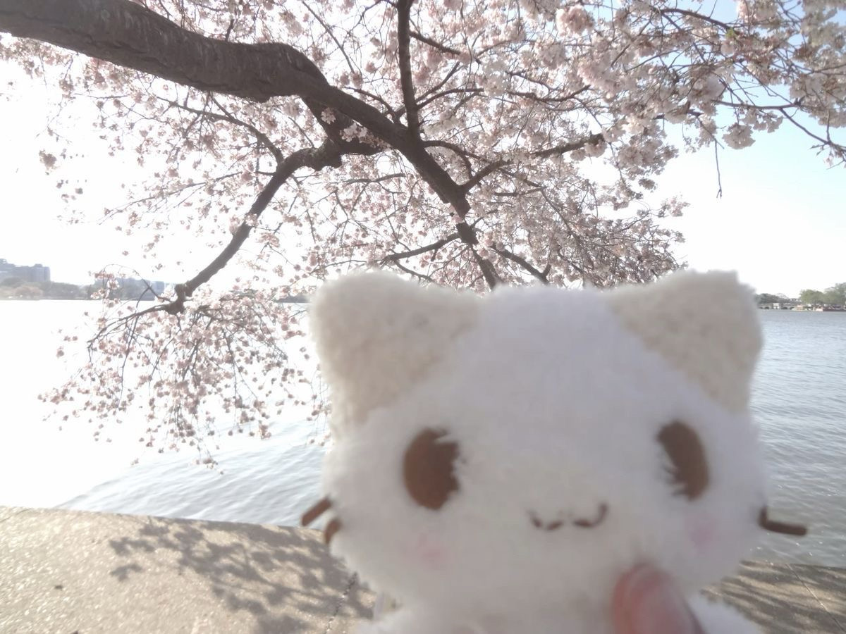 🐇
