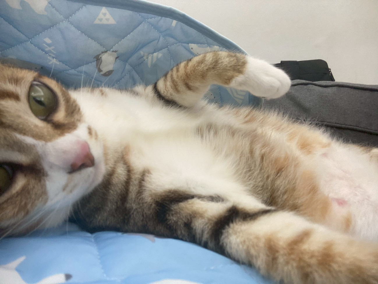青蛙呱子鴨鴨鴨
