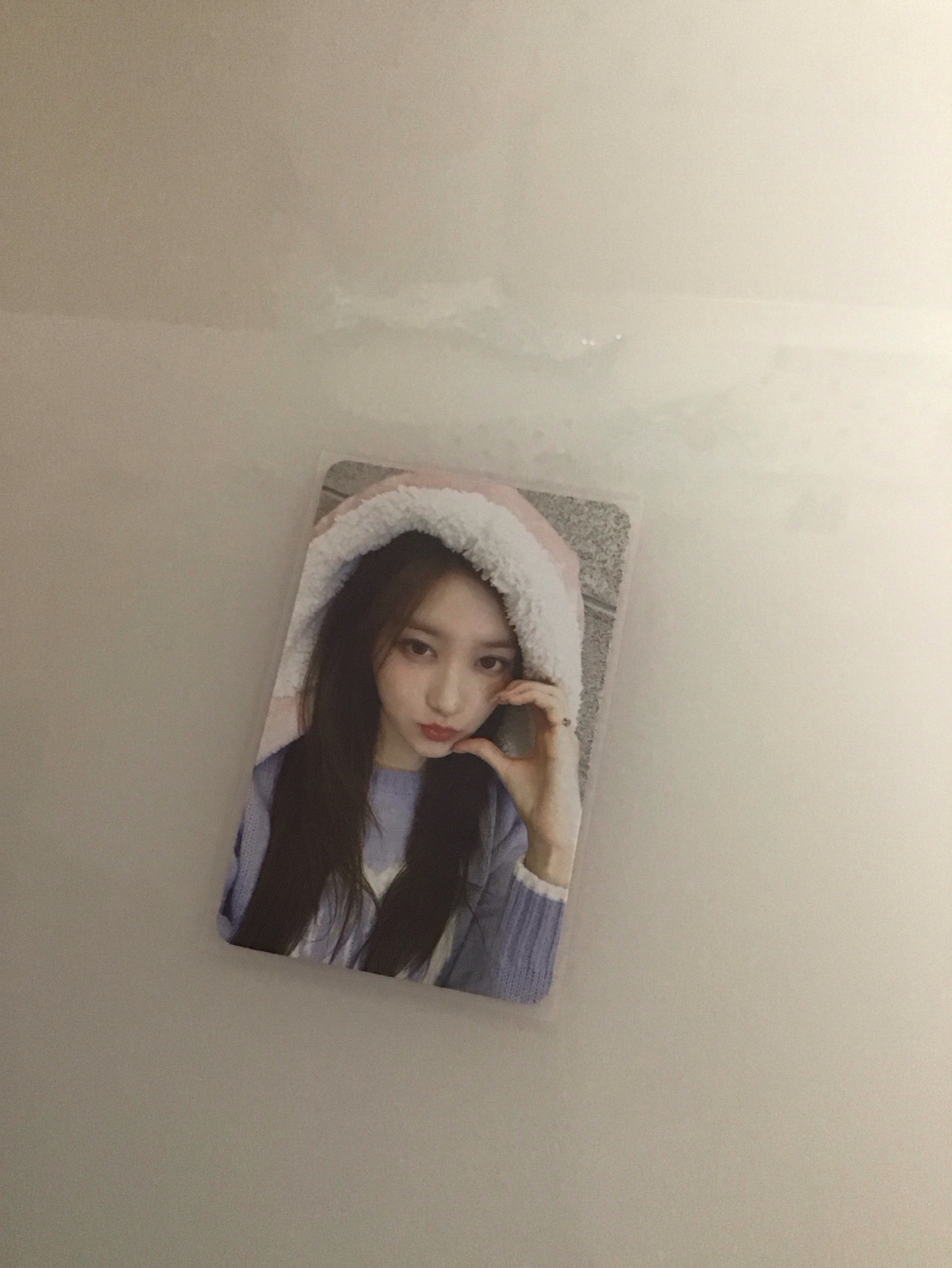 兔毯瑞🐰