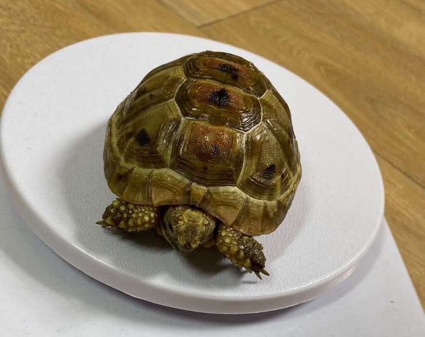 ドギョム