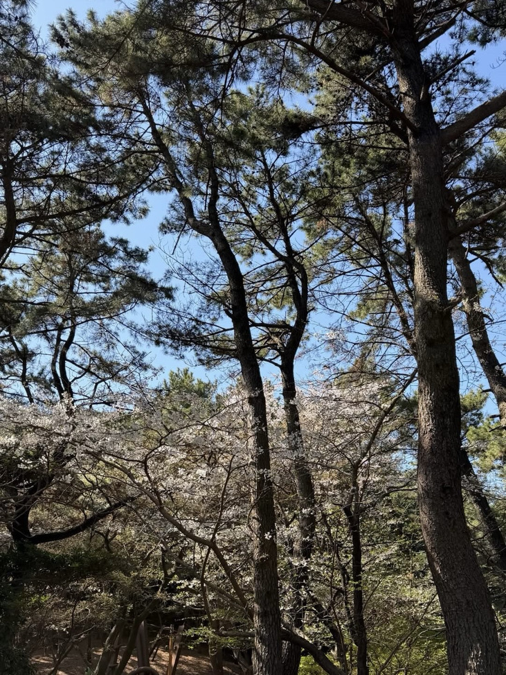 루미