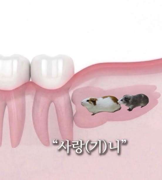 디☆