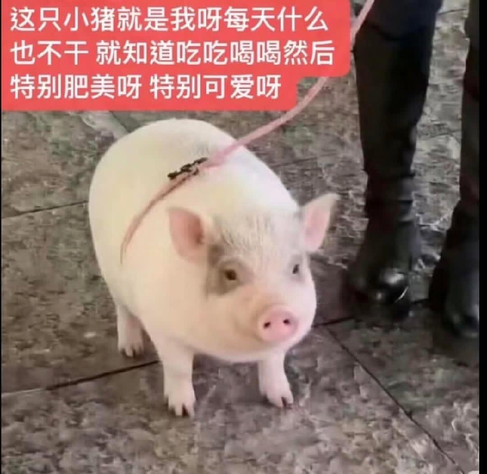 錢錢飛了