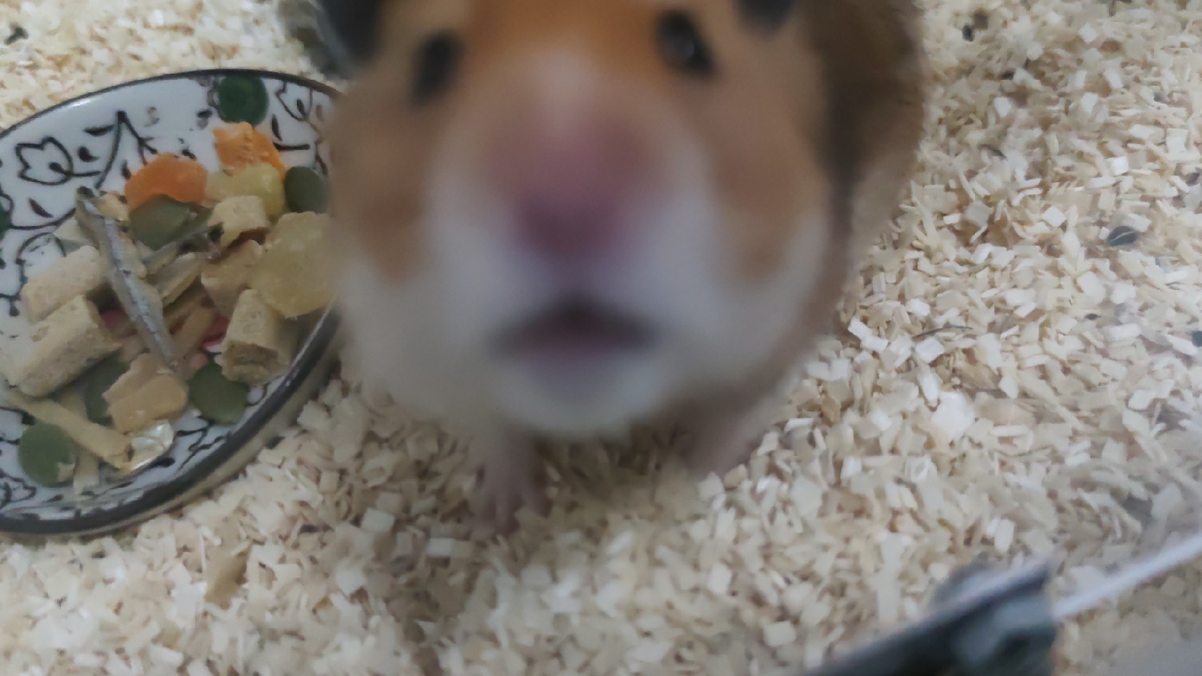 𝐲