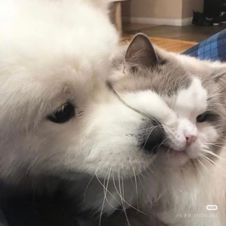 出卡回血版