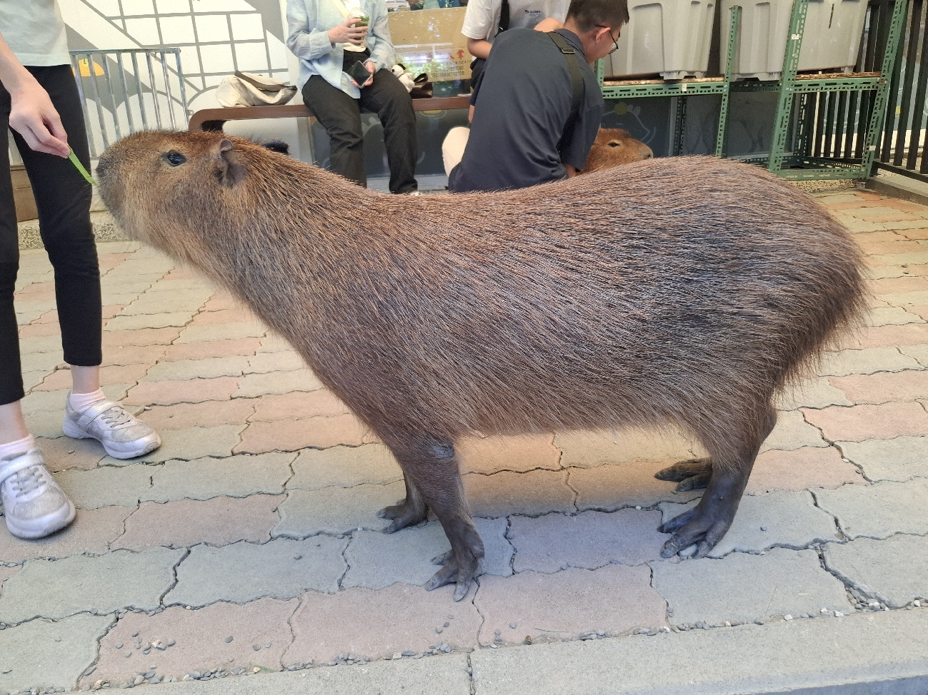 卡皮巴哈開挖土機壓樹懶