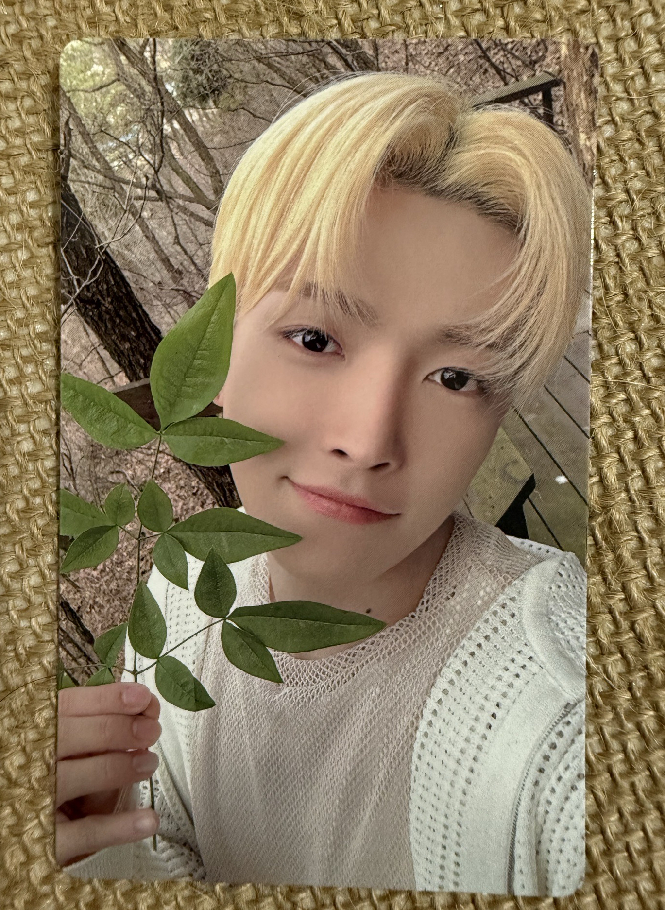 綠葉少年金髮中中