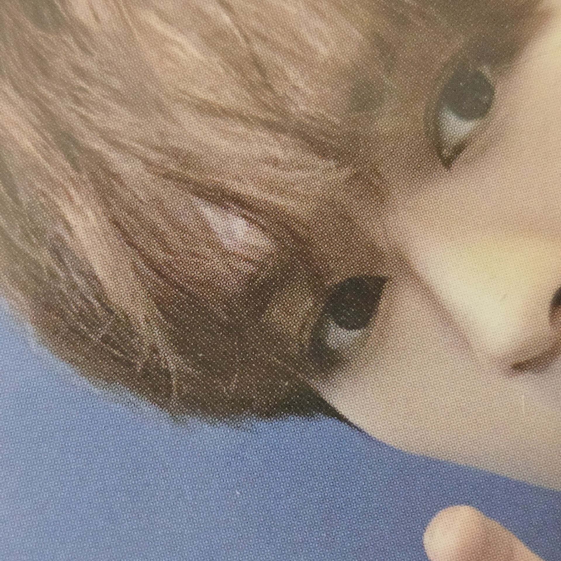 貓爪旻（中背）