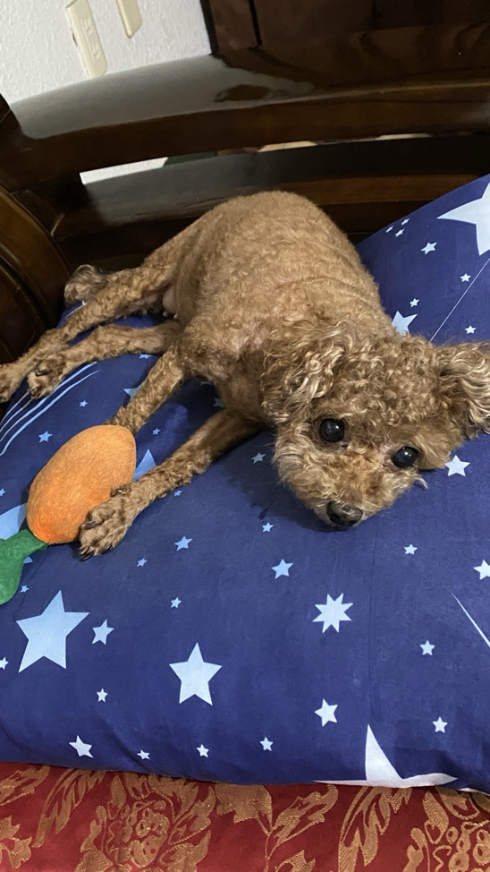 XYT（下單前請看主頁）