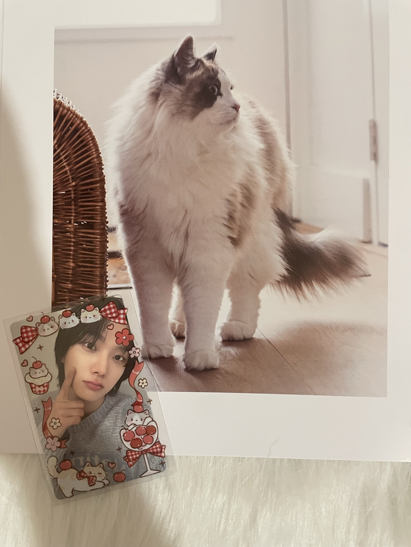 【BND】🐈wvs特別禮 戳臉