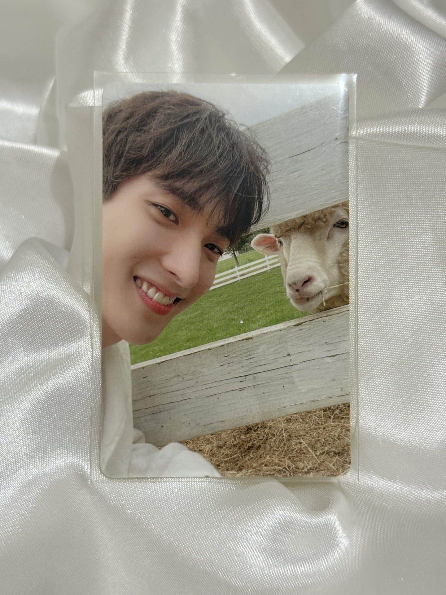 SEVENTEEN 碩珉 SOCIAL CLUB 周邊卡 DA CAPOver. 羊碩