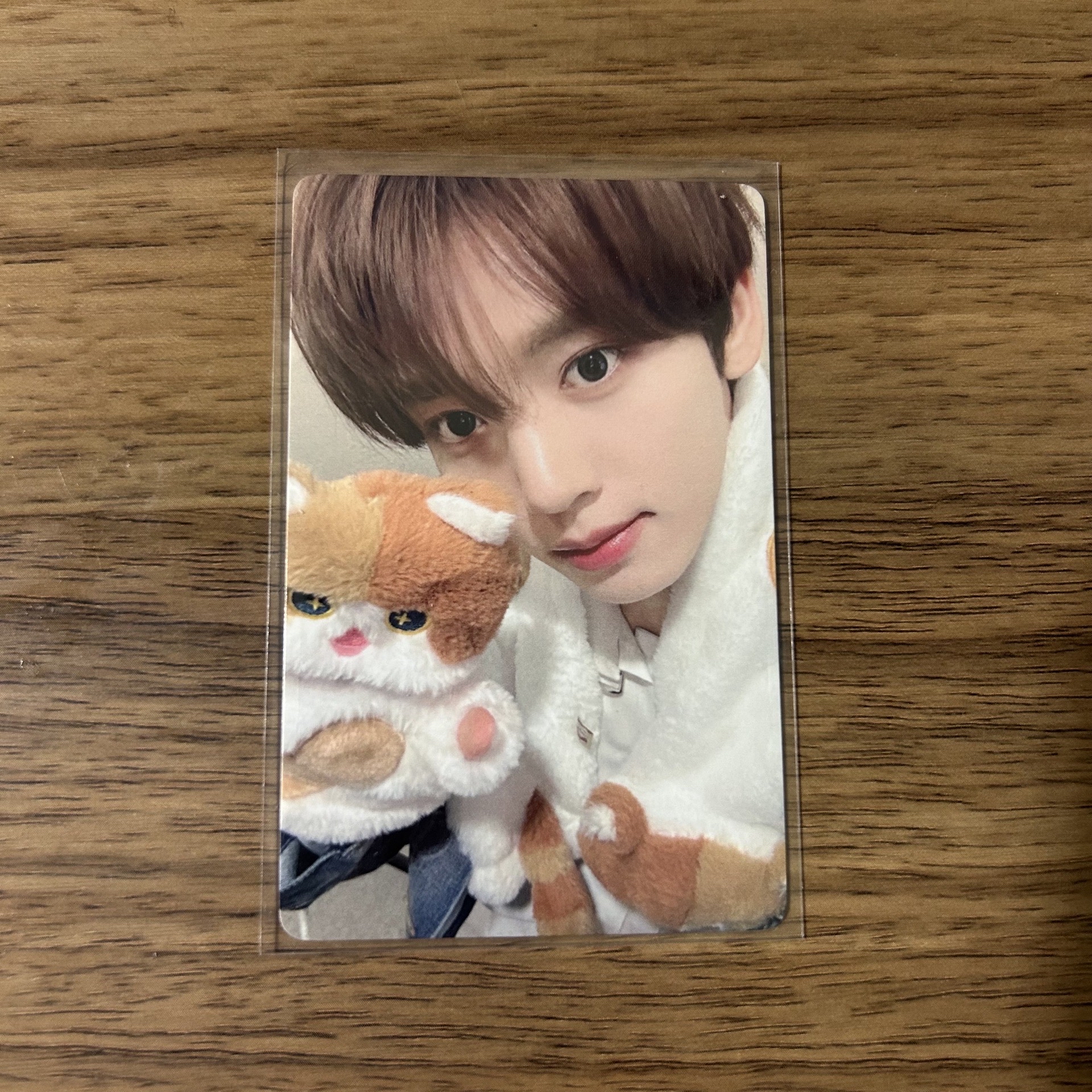 ZB1 維辰 一直娛貓咪 