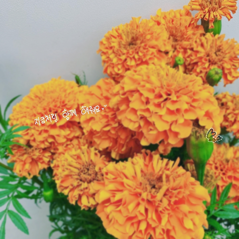 츄(10/26晚起陸續出貨)