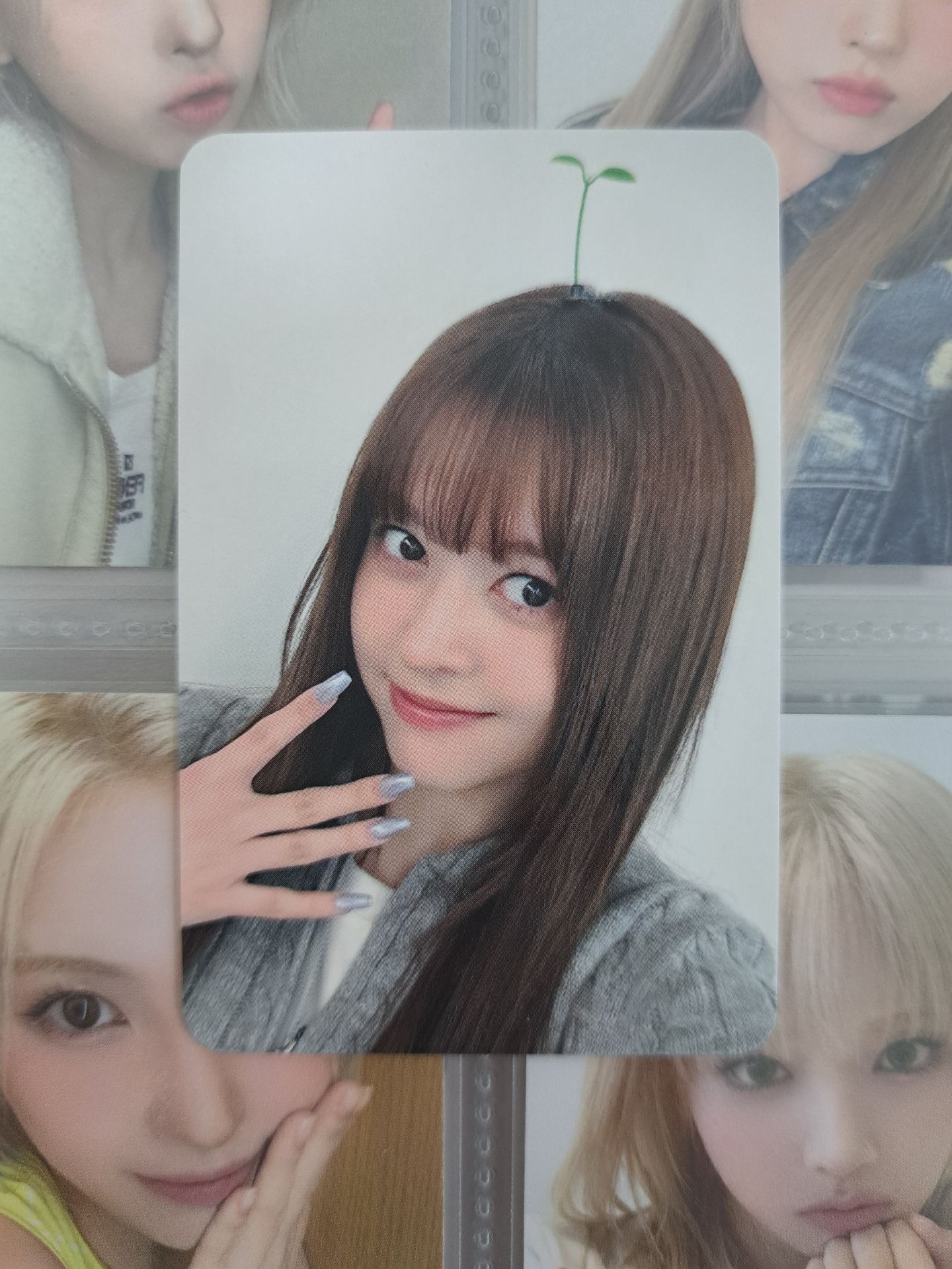 MS 5.0 幼苗莉