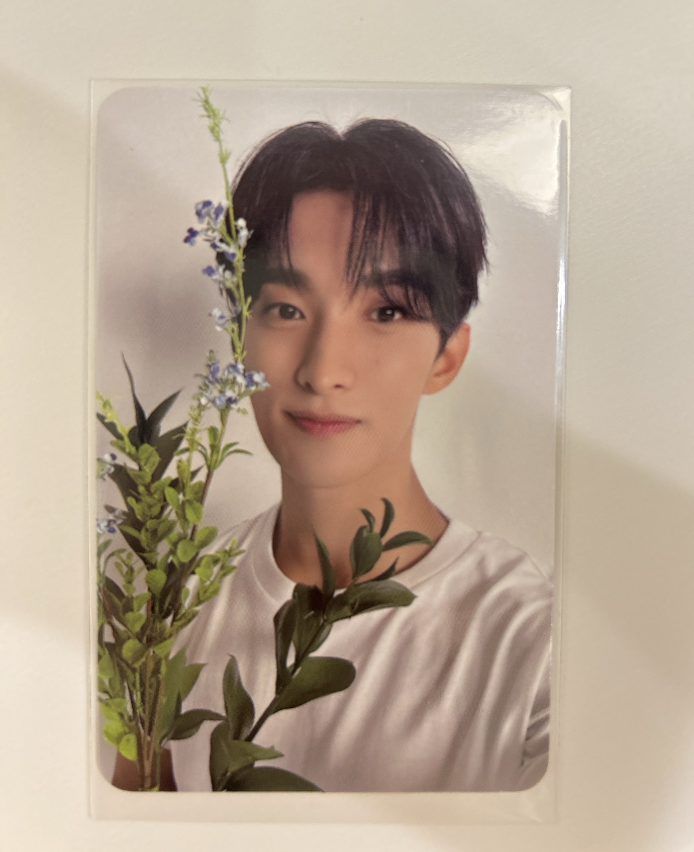 DK|精選專 |CARAT ver.隨機卡