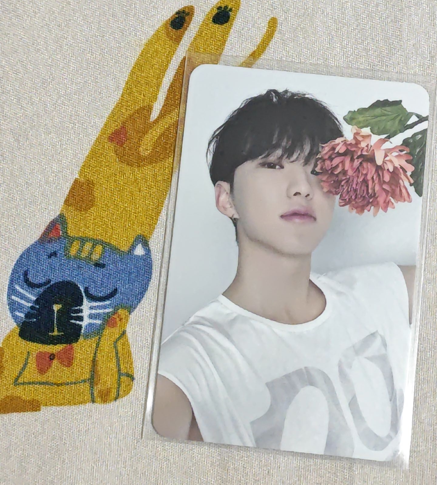 hoshi 精選專克拉盤隨機卡