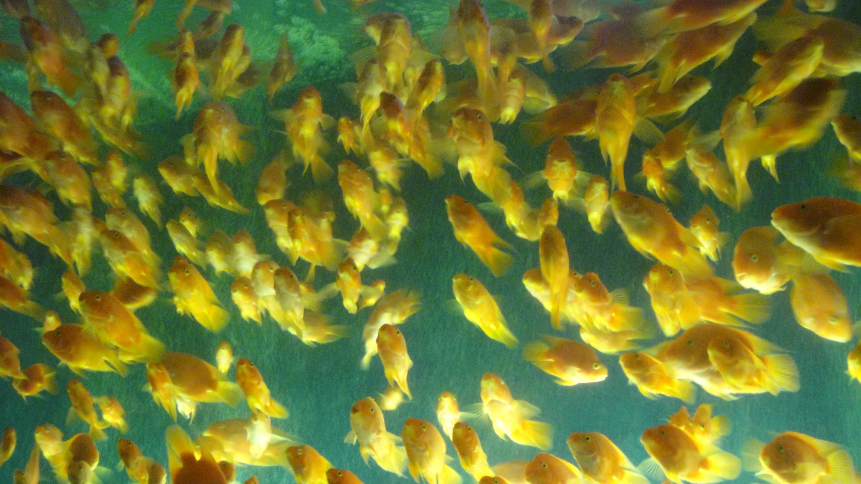 里噗ㄚ西^_−☆