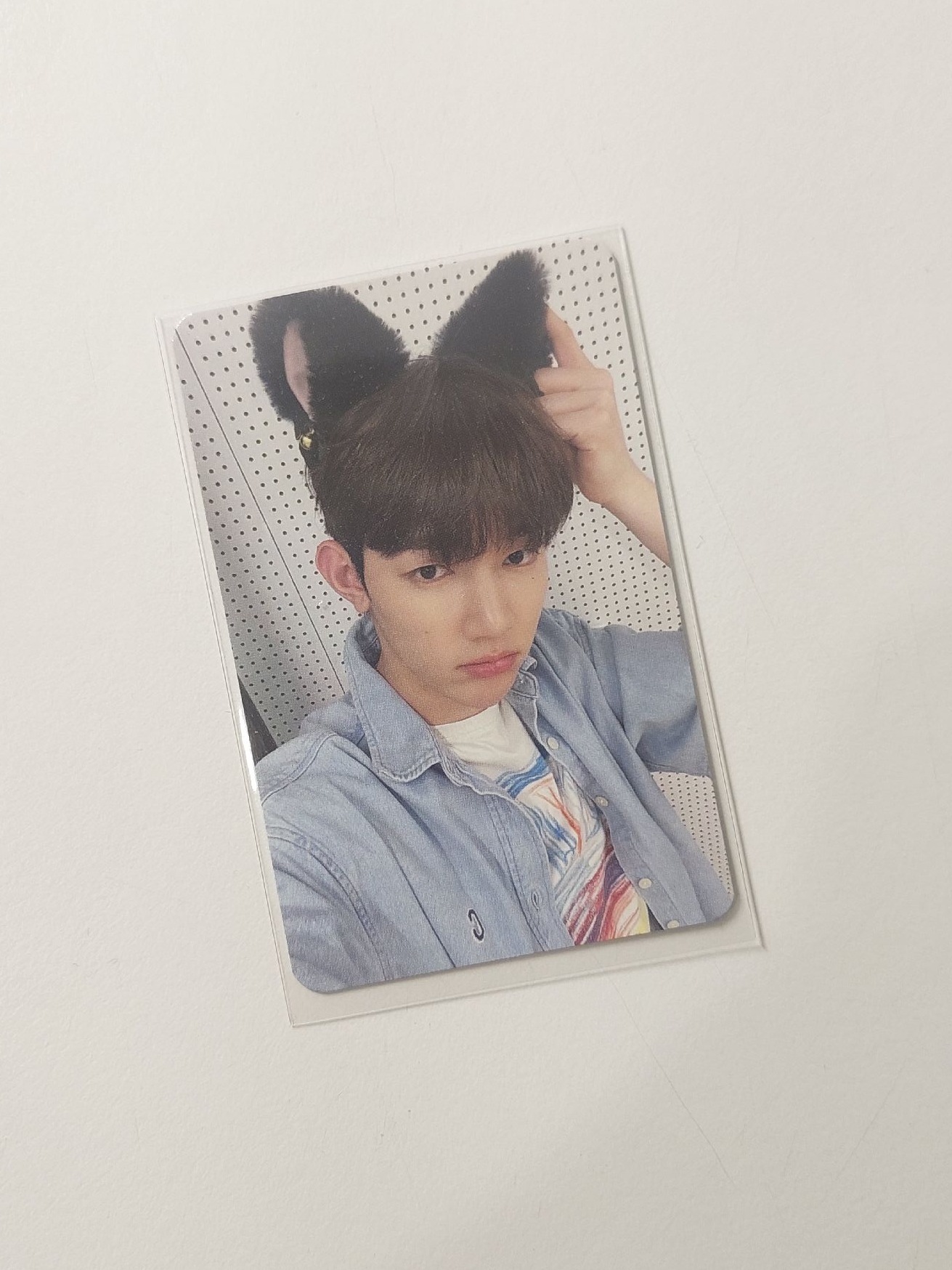 zb1 章昊 迷一 ms 貓耳